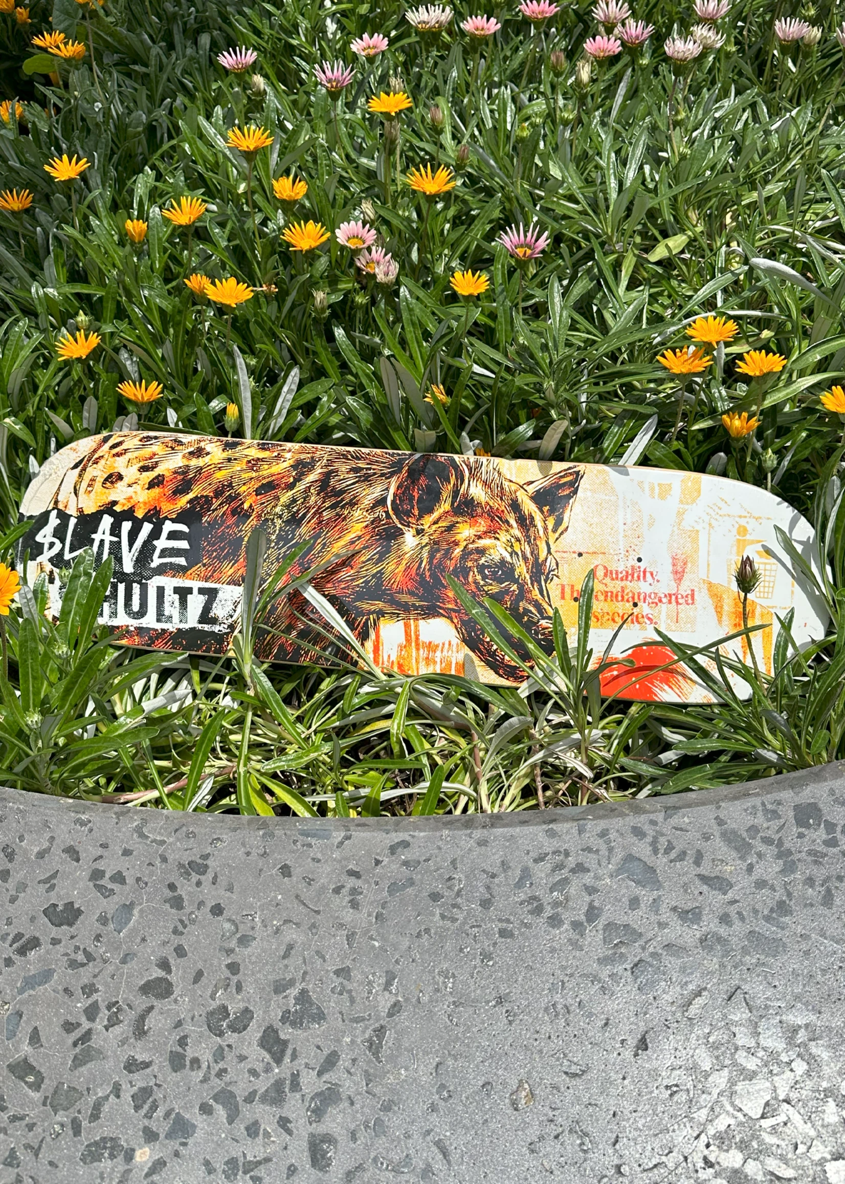 $LAVE - Wild Life Schultz Brown Top Veneer - 8.5" 1 $LAVE - Wild Life Schultz Brown Top Veneer - 8.5"